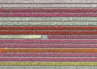 tulpenfelder